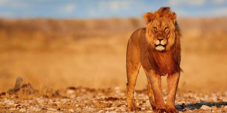 6-Day Etosha and Wildlife Self-Drive Safari