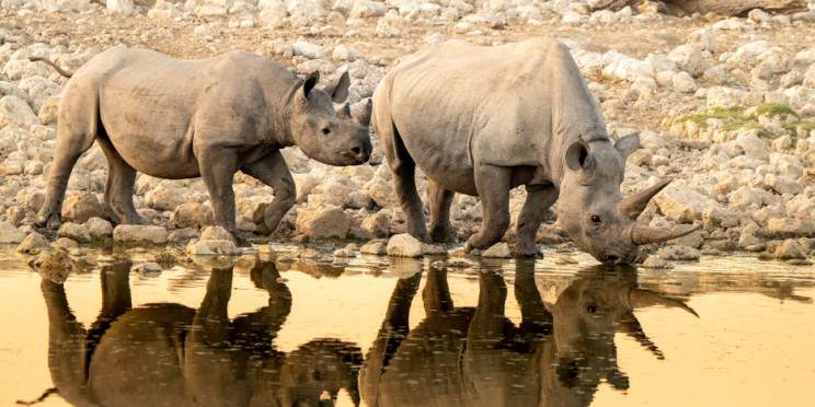 7-Day Solitaire, Sossusvlei, Walvis Bay & Etosha -Guided