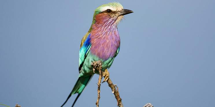 3-Day Etosha Wildlife Safari Namibia (Lodging)