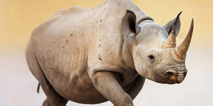 16-Day Namibia Wildlife Conservation Expedition Safari