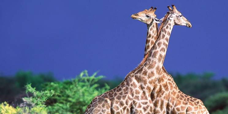 8-Day Classic Namibia Special Safari