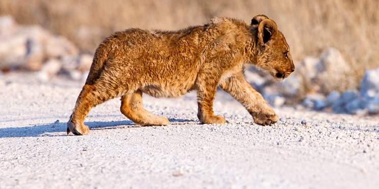 6-Day Etosha, Swakopmund & Sossusvlei Classic Tour
