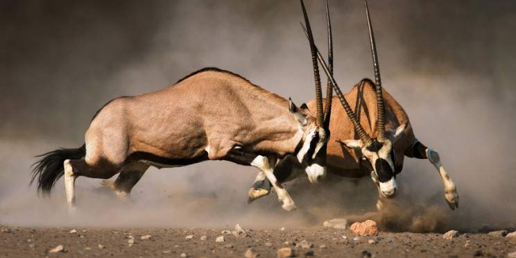 7-Day Etosha National Park-Wildlife Immersion Safari