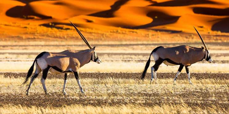6-Day Namibian Dunes & Wildlife Tour