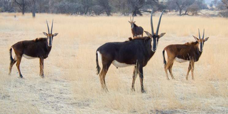 ½-Day Windhoek Wildlife & City Adventure with Lunch
