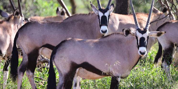 3-Day Etosha Wildlife Encounters