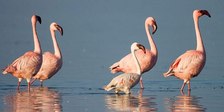 6-Day Etosha, Coast & Sossusvlei Guided Camping Safari