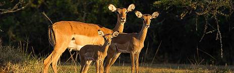 2-Day Akagera Mid-Range Safari Tour