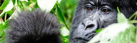 4-Day Rwanda Gorilla Adventure