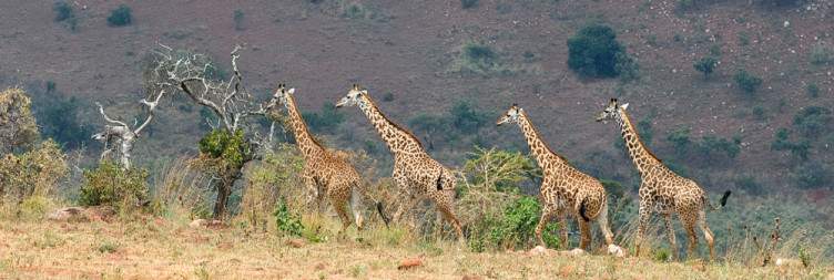 Kigali - Akagera National Park