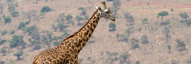 Kigali-Akagera ( 2h30) Afternoo Game drive