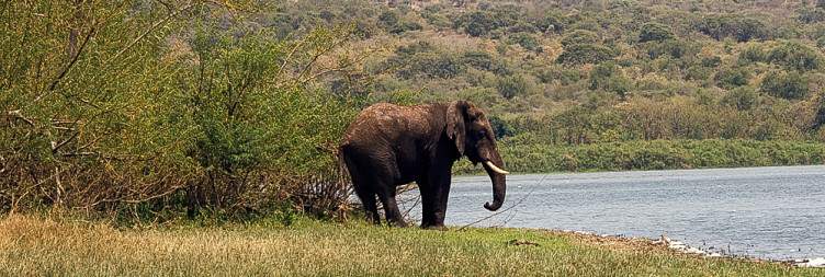 Game Drive in Akagera National Park