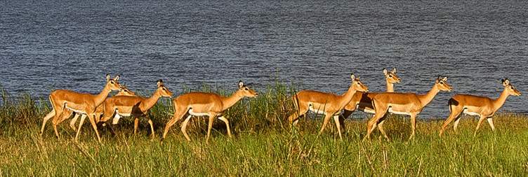 Game drive and boat ride in Akagera