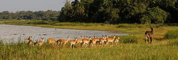 Akagera National Park (Boatride and game drive)