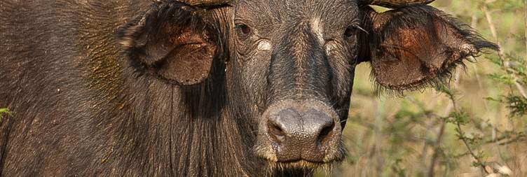 Pick Up and Transfer to Akagera National Park