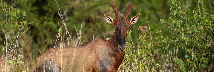 Visit Akagera National Park