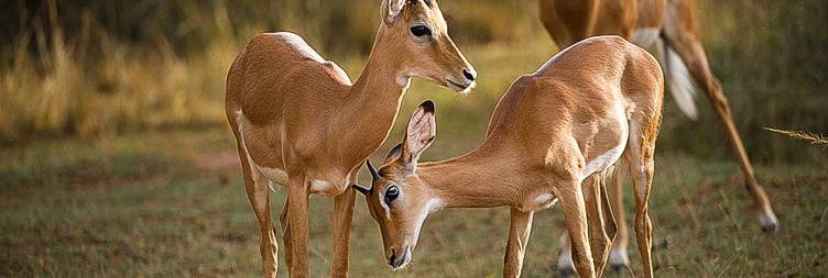 Game Drive and Boat Cruise
