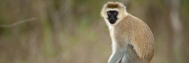 Early Morning Pick-up from Kigali – Transfer to Akagera National Park