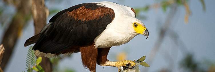 Full-Day Game Drive in Akagera National Park