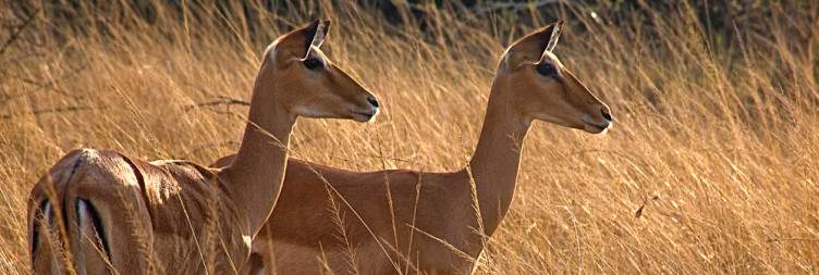 Transfer to Akagera National Park