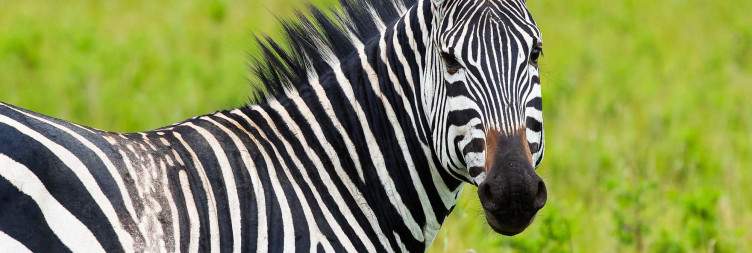 Kayaking at Unva Muhazi and Transfer to Akagera National Park