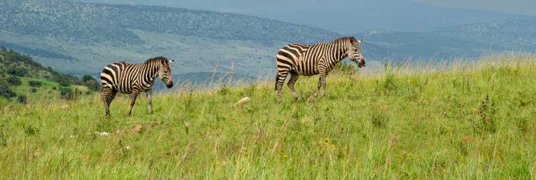 Transfer from Kigali to Akagera national park