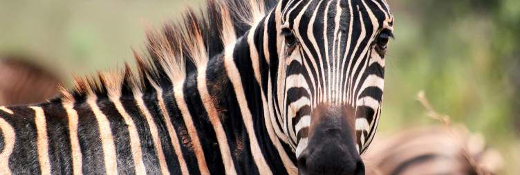 Full-Day Game Drive in Akagera National Park