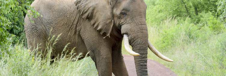 Game drive and Return to Kigali