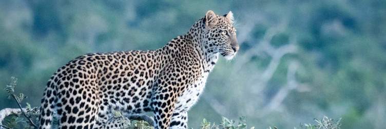 Transfer to Akagera National Park, Africa's largest protected wetland that is Home to Big 5 Animals,