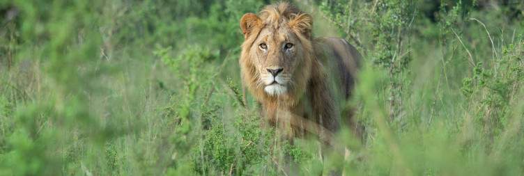 Another Morning Game safari in search for what we missed, lunch and transfer back to kigali Airport,