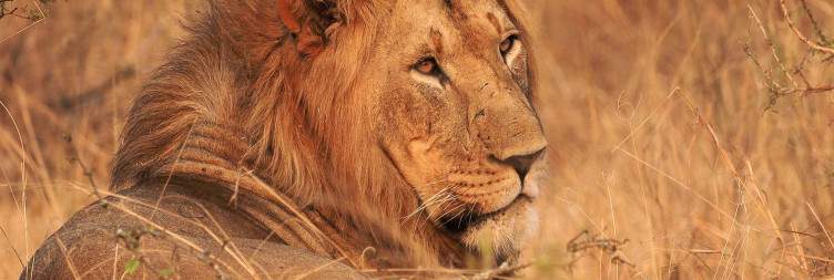 Transfer to Akagera National Park