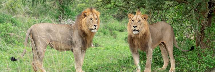 Sunrise Wildlife Viewing and Drive Back to Kigali