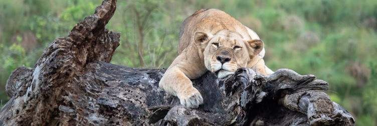 Experience the Beauty of Akagera National Park Full Day Game Safari from South to the Northern Plain