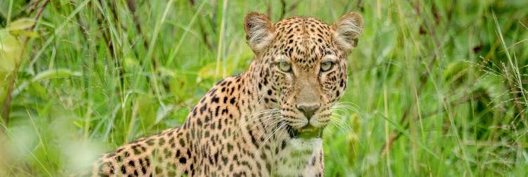 Transfer from Kigali to Akagera National Park