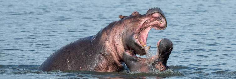 Pick up from kigali to Akagera national park - boat cruise