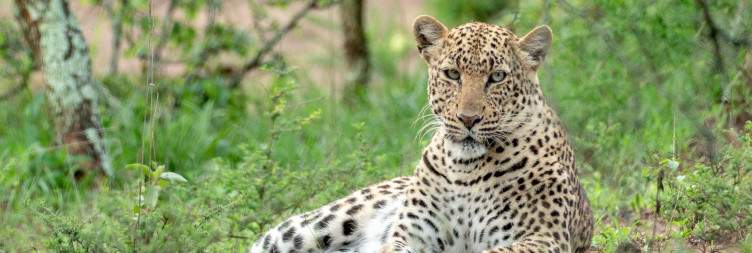 Kigali pick up & Akagera National Park Game Drive