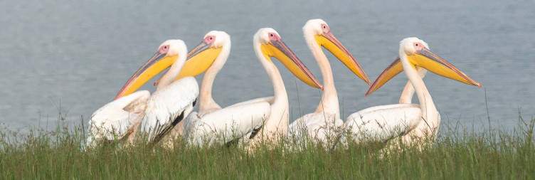 Full day wildlife Safari in Akagera