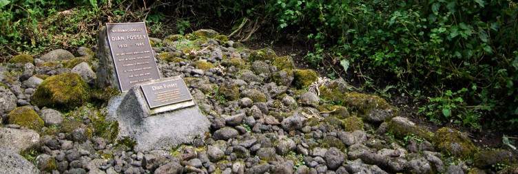 Golden Monkey, Dian Fossey Hike Experience