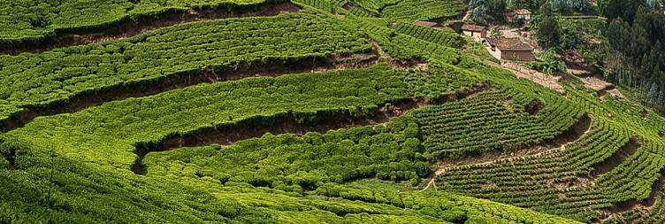 Pfunda Guided Tea Experience and Lake Kivu relax