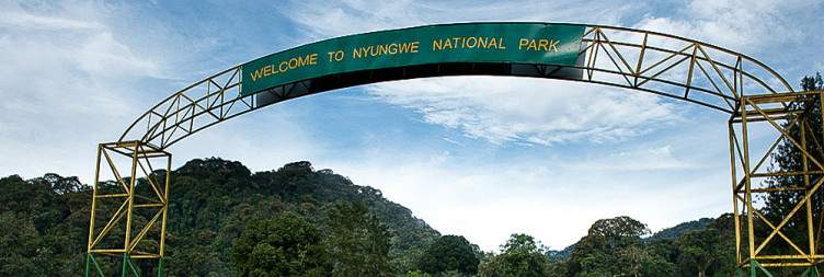 Golden Monkey Trek and Transfer to Nyungwe National Park