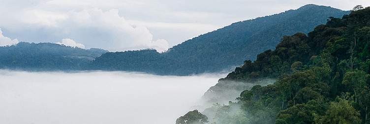 Transfer to Nyungwe National Park