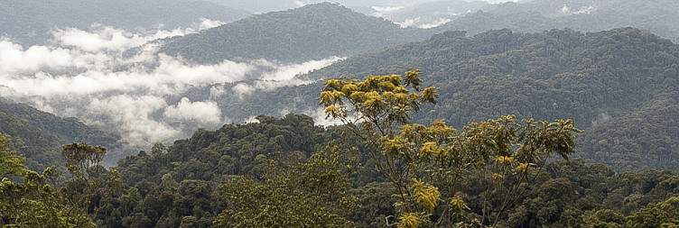 Canopy Walk and Wildlife Exploration in Nyungwe National Park
