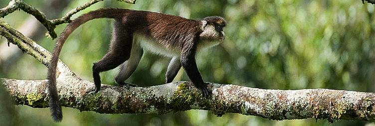 Transfer to Nyungwe National Park – Culture & History