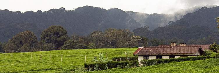 Nyungwe Forest National Park