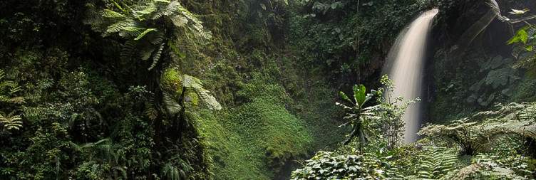 Nyungwe forest– Kamiranzovu waterfall hike