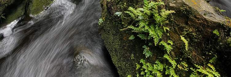Cultural Journey to Nyungwe Forest via Nyanza Museum