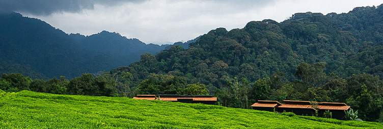 Transfer to Nyungwe Forest National Park