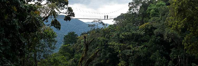 Nyungwe Forest – Canopy Walk or Zipline Adventure