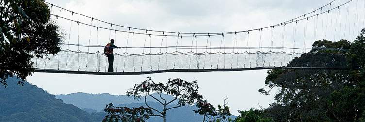 Guided hike in Nyungwe Forest