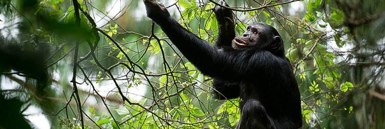 Chimpanzees Trekking